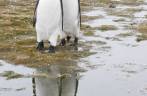 Pinguins rei em Salisbury Plain, na Geórgia do Sul (foto de Vladimir Seliverstov)